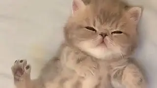 time to sleep Pico pocky animals. 