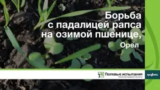 Борьба с падалицей рапса на озимой пшенице, Орел