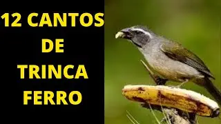 12 CANTOS DE TRINCA FERRO
