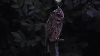Vroege Vogels - Ransuil in de schemering