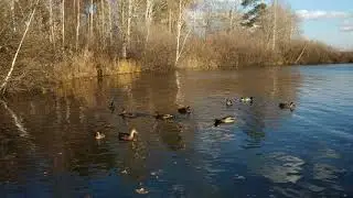 Утки на озере. Золотая осень.