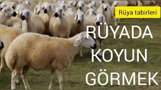 RÜYADA KOYUN GÖRMEK RÜYA TABİRLERİ