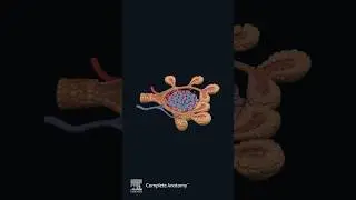 Explore the New Pancreas Detailed Model | Complete Anatomy
