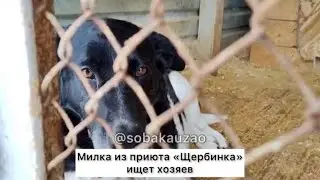Милка в приюте уже уже более 5 лет.... Проект помощи @sobakauzao. Приют «Щербинка»