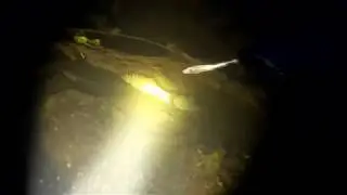 Голавли