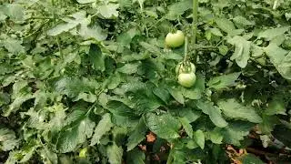 Topraksız tarımda nasıl başarısız olunur?
