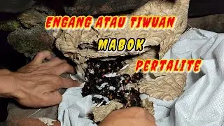 BEGINILAH CARA PALING EFEKTIF MEMBUAT TAWON MABOK SAMPAI PINGSAN DENGAN PERTALITE..