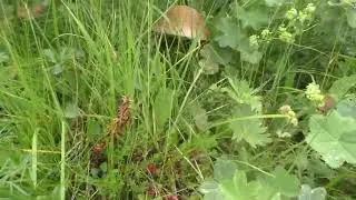 На перевал Штольный (Чегетджара) со стороны с.Безенги