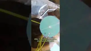 Выращивание лотуса в домашних условиях часть 4. Growing lotuses at home part 4. 