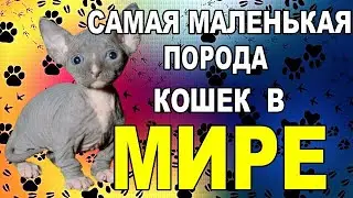 Самая маленькая порода кошек в Мире
