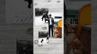 Dogs in Wedding and Engagement Photos