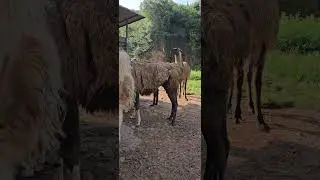 оказывается их нельзя погладить