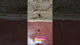 Осторожно ходим т. к. после дождя вылупилось много маленьких лягушат, из сотни и они повсюду