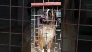 Igor 7