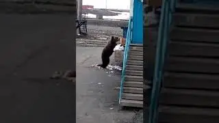 Мишка в городе. Присутствует мат!