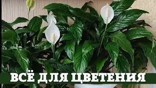Женское Счастье (Спатифиллум) Пересадка ради Цветения