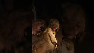 The Kambula pride go into a feeding frenzy over an impala kill 🦁 #lion #safari #frenzy