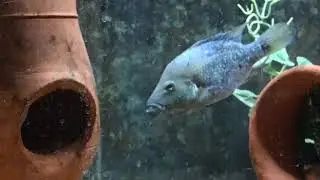 Hericthys steindachneri