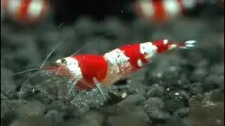 NANO NATURAL AQUARIUM GARDEN PLANT SHRIMP RED CRYSTAL