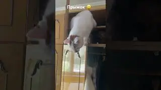 ПРЫЖОК #житомир #кошкииринышевчук #иринашевчуккотики #жизньскошками #cats