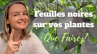 Feuilles noires sur vos plantes, que faire ?