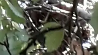 Un nid dans le Châtaignier 🌰😊