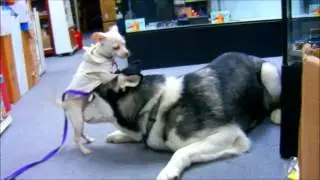 Mikey the Siberian Husky with Chihuahua Puppy