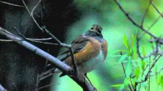 Eyebrowed Thrush