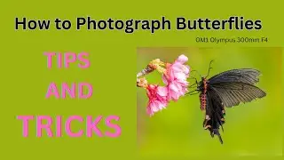 How to Photograph Butterflies