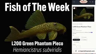 L200 Green Phantom Pleco Hemiancistrus subviridis #imperialtropicals #pleco
