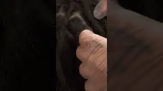 ASMR | Real person Scalp Scratching (dreads edition)