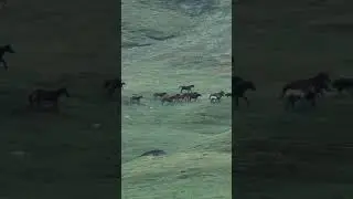 Міне нағыз Айғыр. #youtubeshorts #кони #лошади #айғыр #animals #жеребец #reels