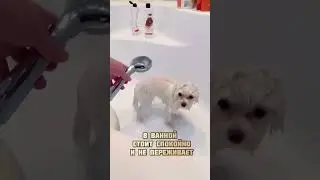 Мытье собаки мальтезе