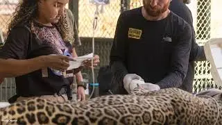 Help Endangered Jaguars Burned in Horrific Wildfires