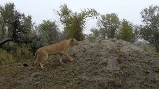 Lioness stalks lioness from rival pride