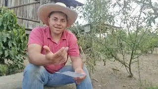 vale a pena criar frango caipirão de corte? quanto eu ganhei de lucro com 34 frangos?