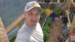 Early June Garden and Green House Update + Florida Weave - Zone 7B Virginia