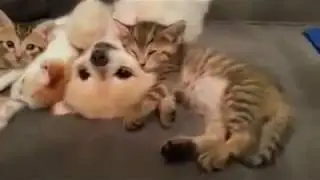 ОЧЕНЬ МИЛОЕ ВИДИО! Котята и щенята!