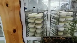 Сыроварня Сыр&Beer,