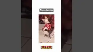 #shorts  #funny  #cute  #dog  #tiktok  #best  #subscribe  #top  #animal