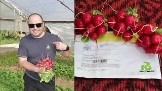 BODIAM F1 / AGRO EXPORT GROUP