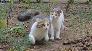 Cats in a Playful Mood