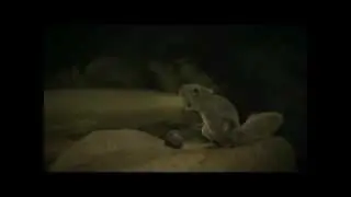 ecureuil qui vomit (Montage)