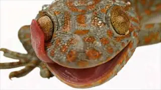 Modern Reptile Tribute Six: Gekko Gecko / Tokay Gecko - Lizard.