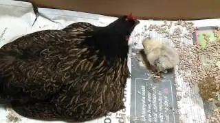 Mother hen feeding her chick