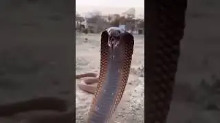 #shorts #snake #meme #fyp #songlyrics