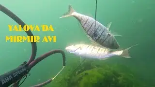 Yalova'da zıpkınla mırmır avım