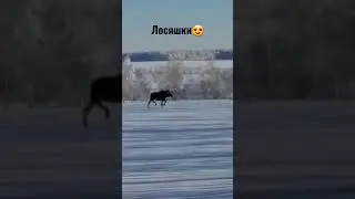 лосяшки😍🤗 