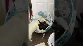 Pug Love  