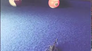 Scorpion